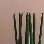 Ξενοδοχείο The Nest