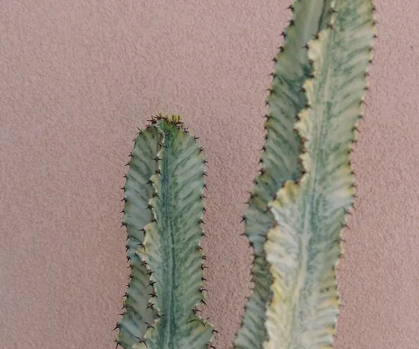 The Nest מלון 2*